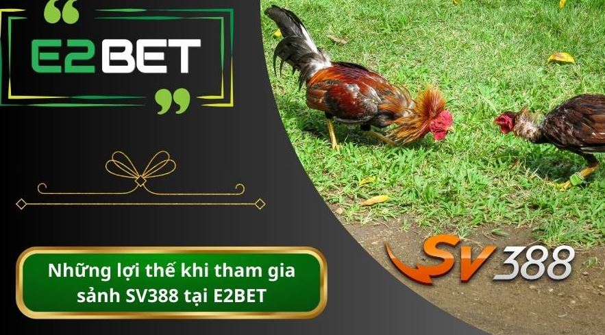Hướng Dẫn Tham Gia và Đặt Cược Đá Gà SV388 tại E2Bet