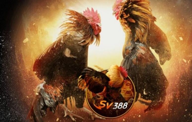 Đá Gà SV388