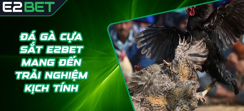 Tìm Hiểu về Sảnh Đá Gà SV388 tại E2Bet
