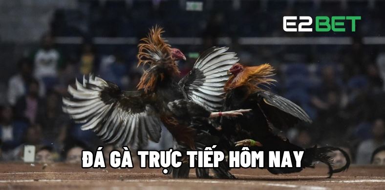 Đá Gà SV388 - Đá Gà Trực Tuyến