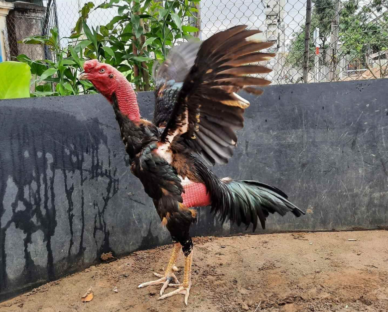 Bảng So Sánh Chi Tiết 5 Giống Gà Chọi Tốt Nhất