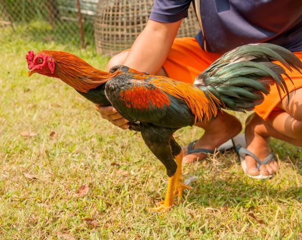 Phương pháp đánh giá thực tế