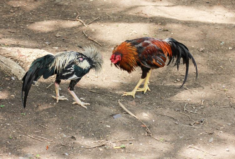 Phần 2: Kỹ Thuật Nuôi Gà Chọi C1