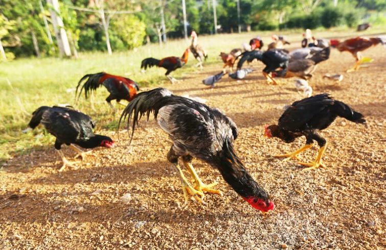 Phần 3: Phương Pháp Huấn Luyện Chuyên Nghiệp