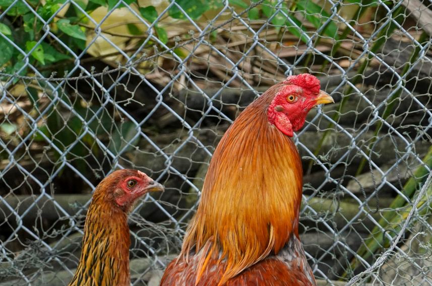 Kỹ thuật chăm sóc cho từng giống