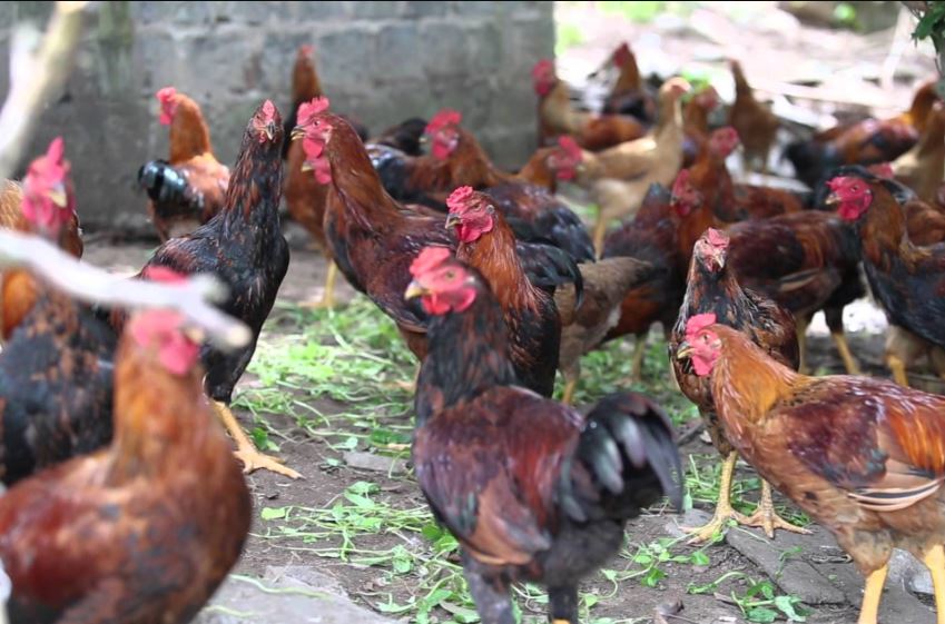 Giai đoạn 3 (Sau 10 tháng tuổi): Tuyển Chọn Quyết Định