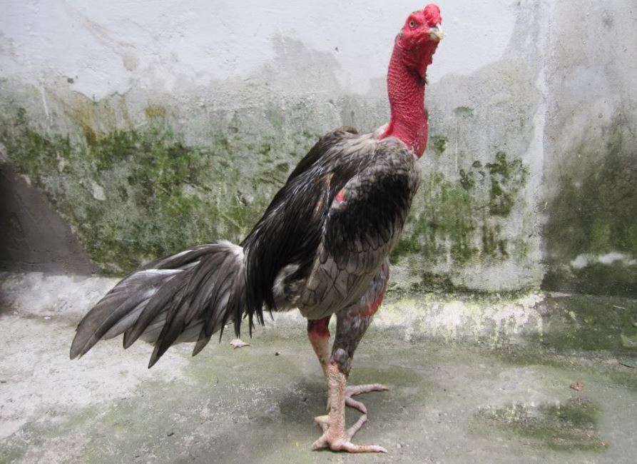 Chăm Sóc & Phòng Bệnh Tái Phát